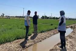 آغاز بازدیدهای مشترک از زمین‌های کشاورزی آبیاری با آب نامتعارف در شهرستان اسلامشهر